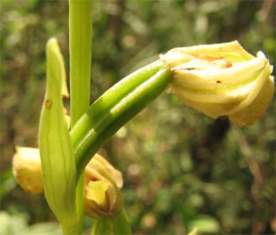 Ciclo biologico annuale di Ophrys